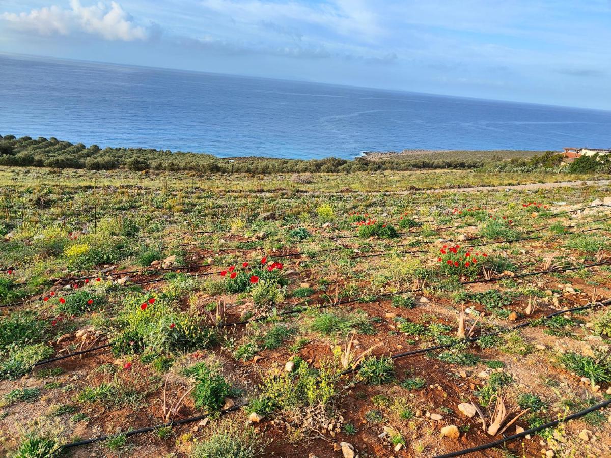 Olive And Aloe Villas Nomikianá المظهر الخارجي الصورة